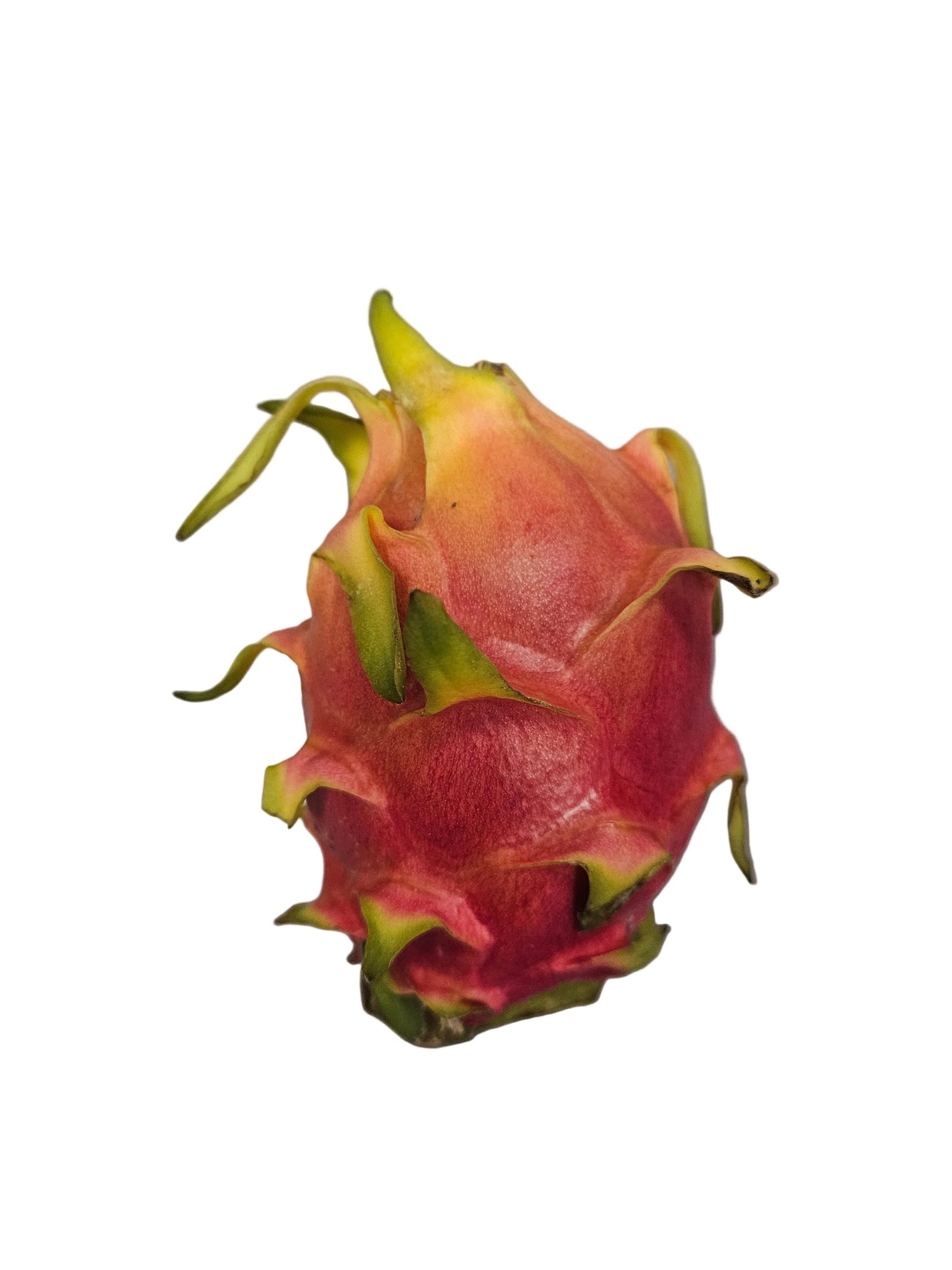 Fresh Dragonfruit /Pc