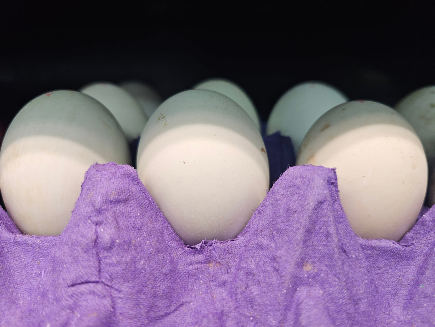 Fresh Balut /Pc